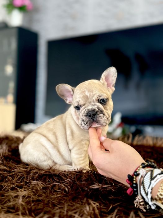 Buldog Francuski Piesek Merle