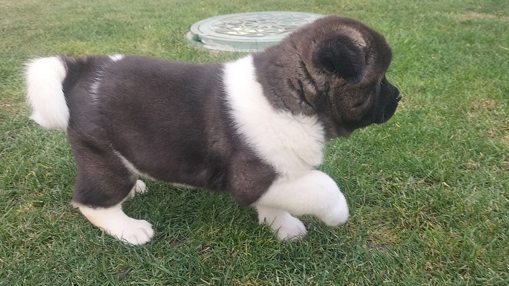 Шикарні Акіти Американські