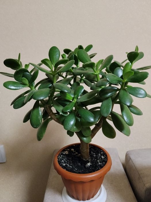 Продам грошові деревця,молоді і гарно розвинені.