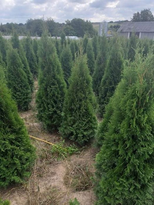 Tuja Szmaragd, Tuje Braband.