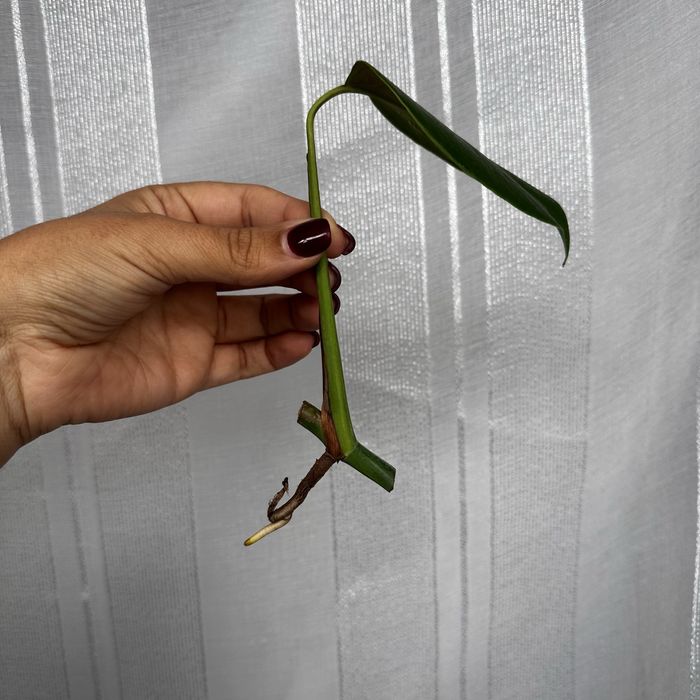 Monstera albo variegata