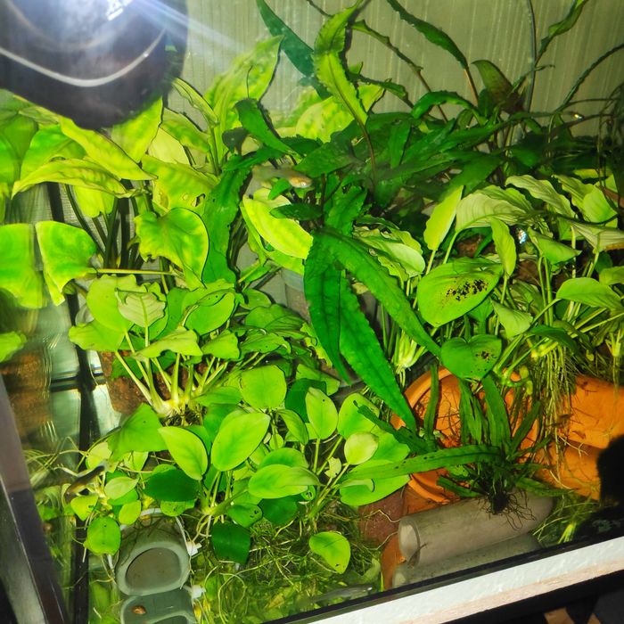 Anubiasy, bolbitis, na kamieniu, na korzeniu  albo luźno