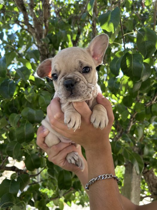 Bulldog frances Menina