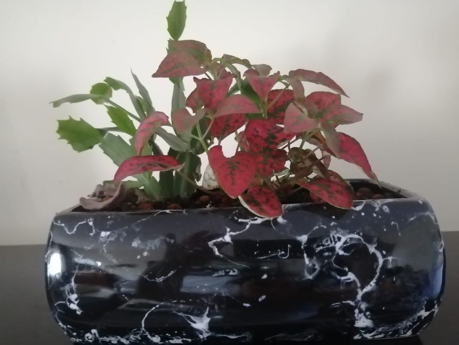 Floreira com suculentas