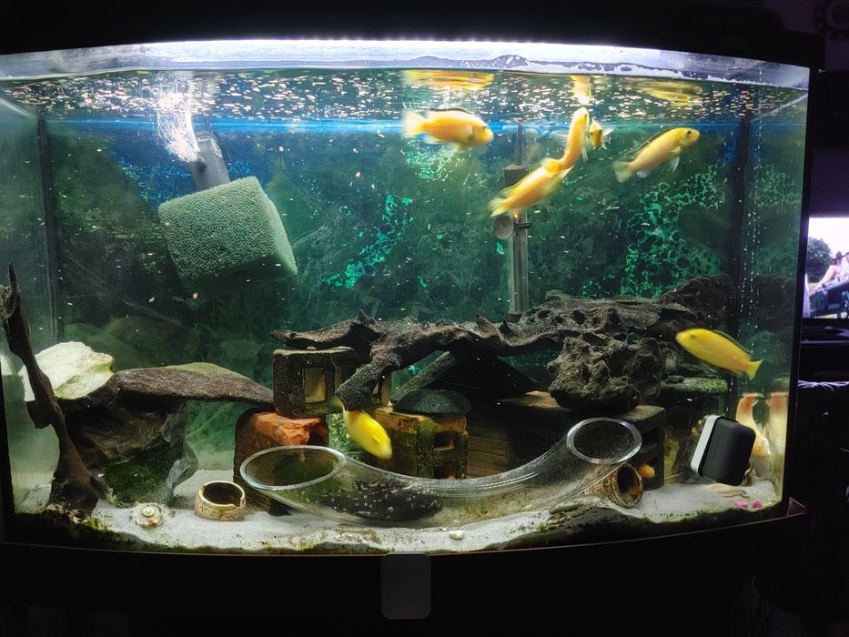 Sprzedam akwarium ze wszystkim