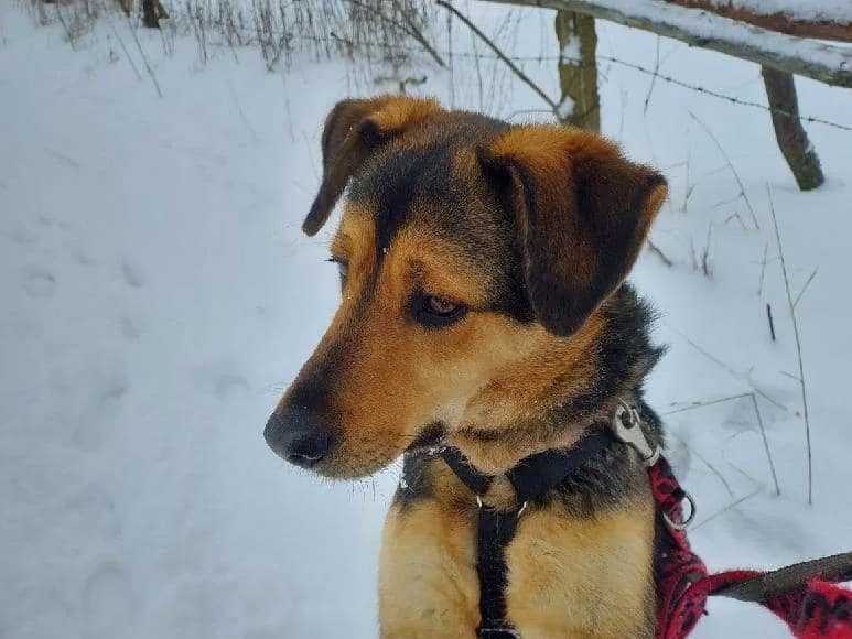 Bas-Baryton - pies nadzwyczajny w schronisku bez wolontariatu