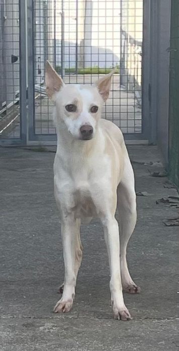 Cadelinha com 3 aninhos para adopção