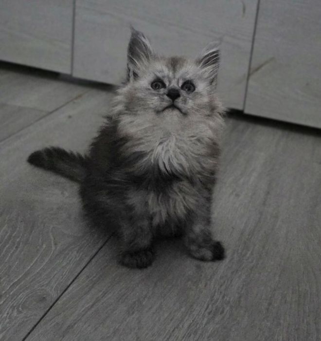 Kocurek Klark ur.20.02.26.