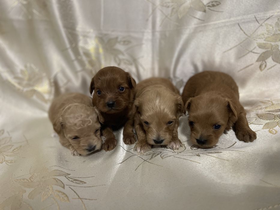 Мальтипу 3 тижні