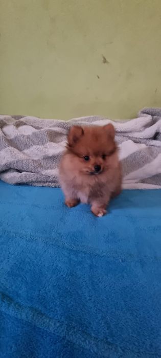 Акция Шпиц померанский щенки