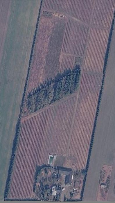 Plantacja Borówki Amerykańskiej