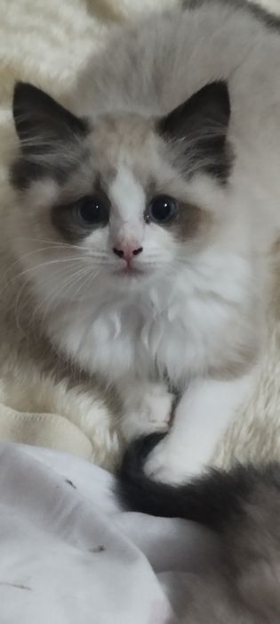 Ragdoll kotka  3 miesięczna