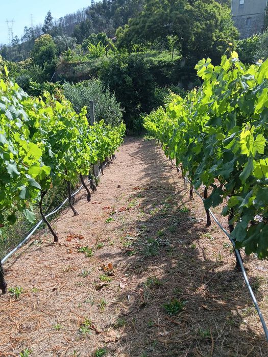 Terreno Agrícola com Vinha e Árvores de Fruto