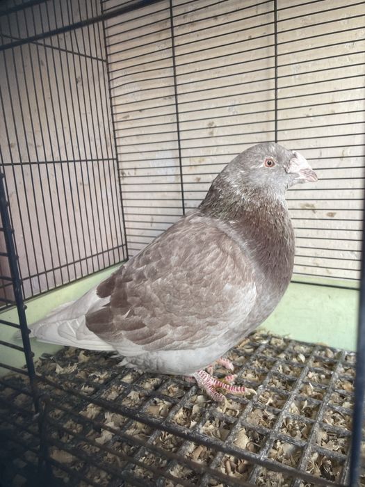 Gołębie staropolskie