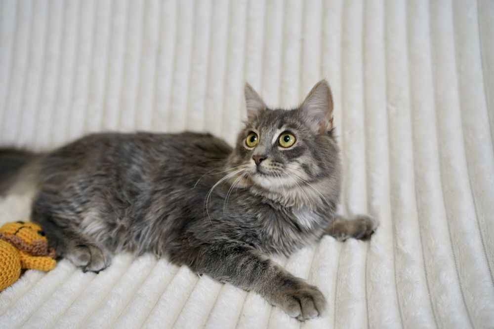 Сіренький молодий гарний котик