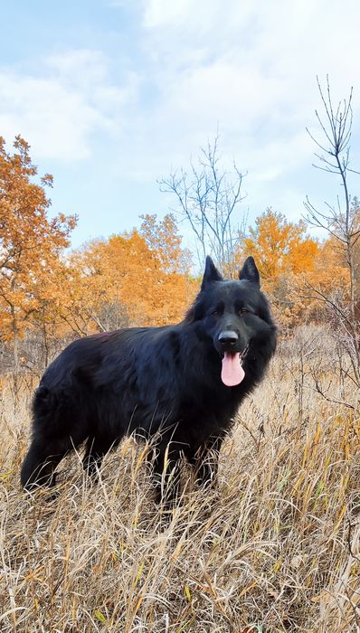 Кобеь. Вязка, німецька вівчарка чорна довгошерста