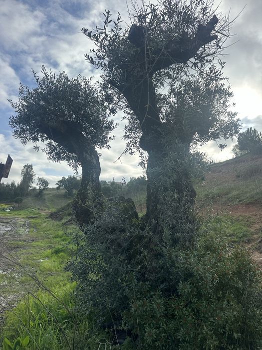 oliveiras centenarias grandes