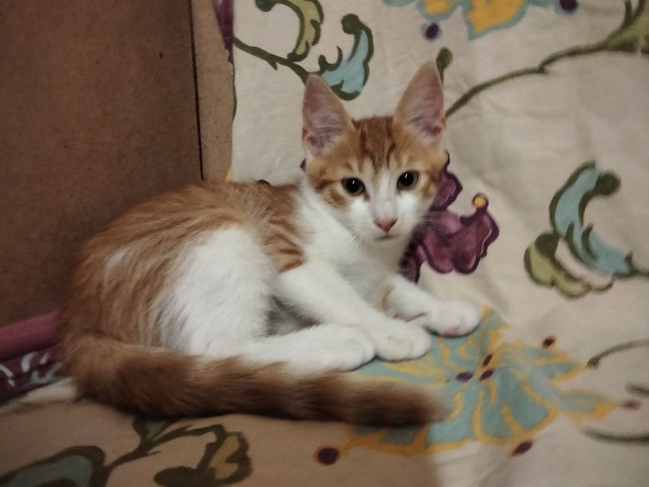 Замечательные котята в замечательные руки, сердца и семьи!!!