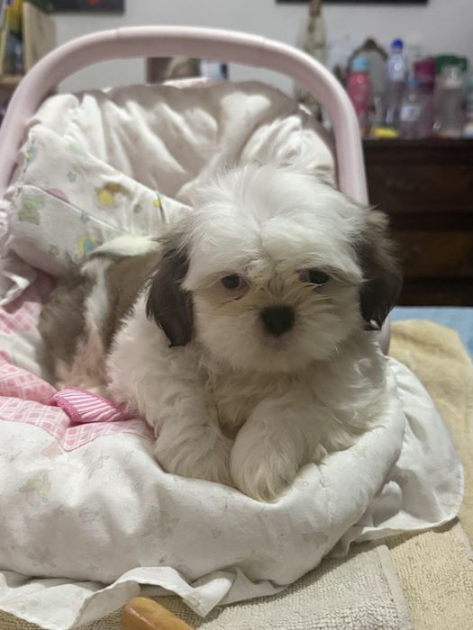 Shih-Tzu macho puro