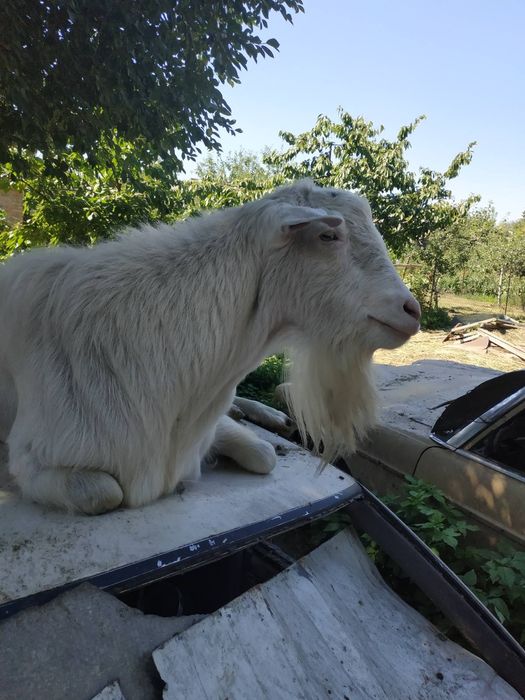 Молоді козлики та козочки.