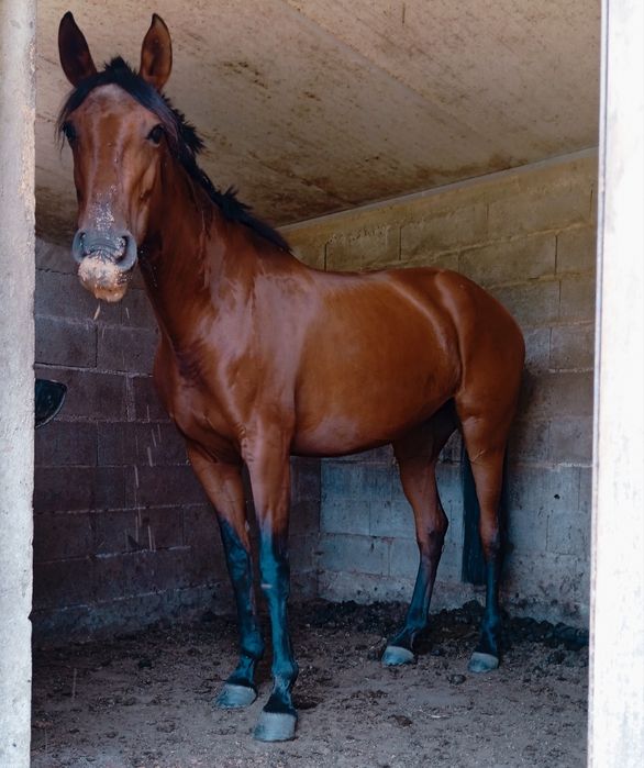 Égua Lusitana com livro azul