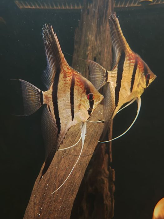 MISIEKZOO Skalary - Skalary Santa Isabel