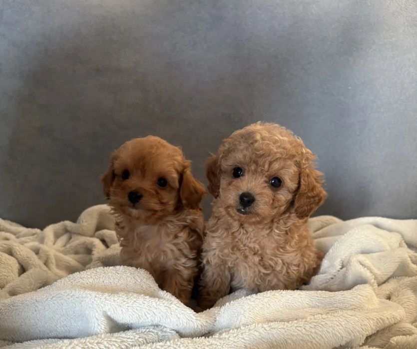 Сделана по возрасту обработка и прививки! Мини Мальтипу ф1 Мальтипу ф2