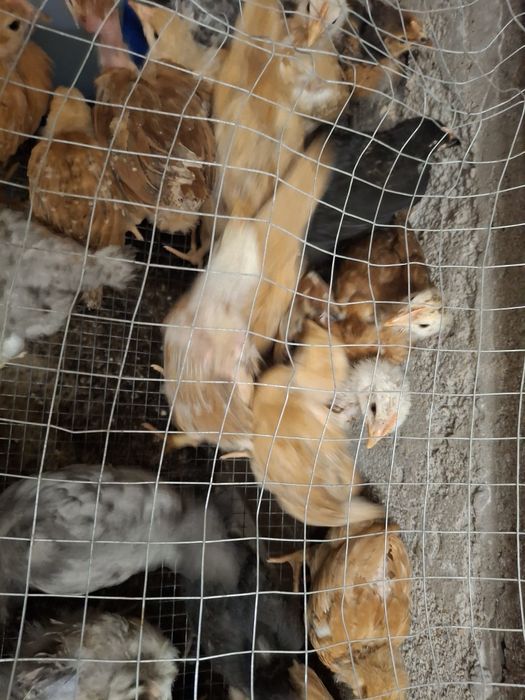 Продажа полутора месячных цыплят Домината