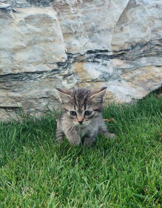 Кошеня хлопчик 2 місяці