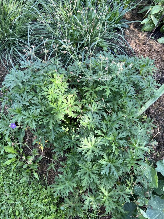 Журавець Buxton’s Blue (герань)