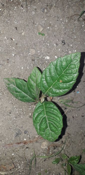 Pé de Nêspera grande e Physalis