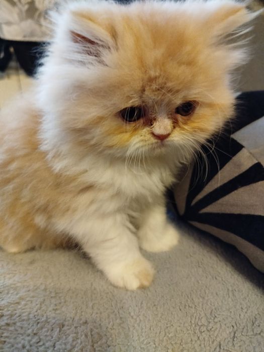 Perska koteczka rudo-biała