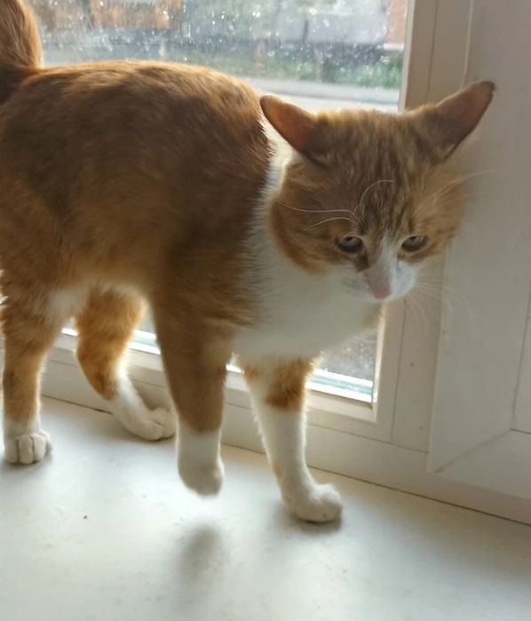 Отдам рыже-белого кота, 1,5 года