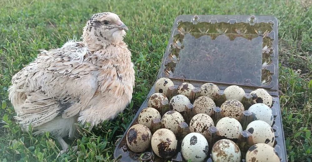 Яйцо перепелов под инкубатор! Лучший оплод