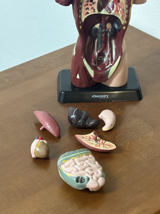 Figura Corpo humano Discovery Chanel