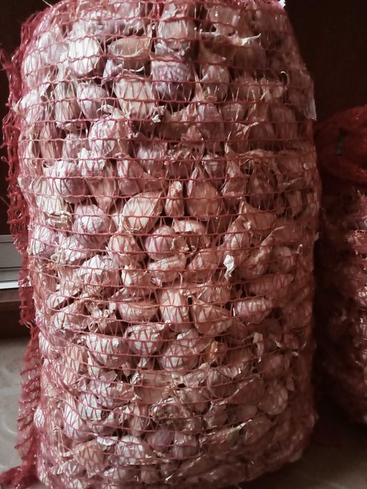 Продам часник на переробку