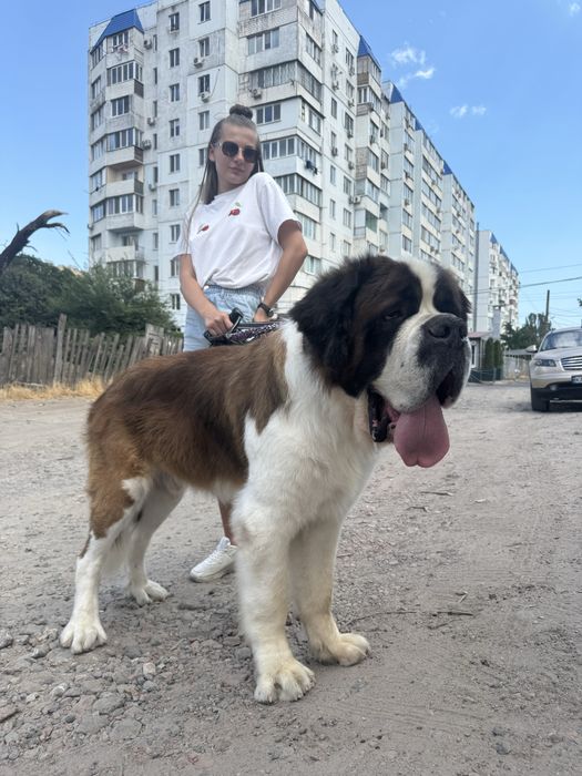 Сенбернар Одесса