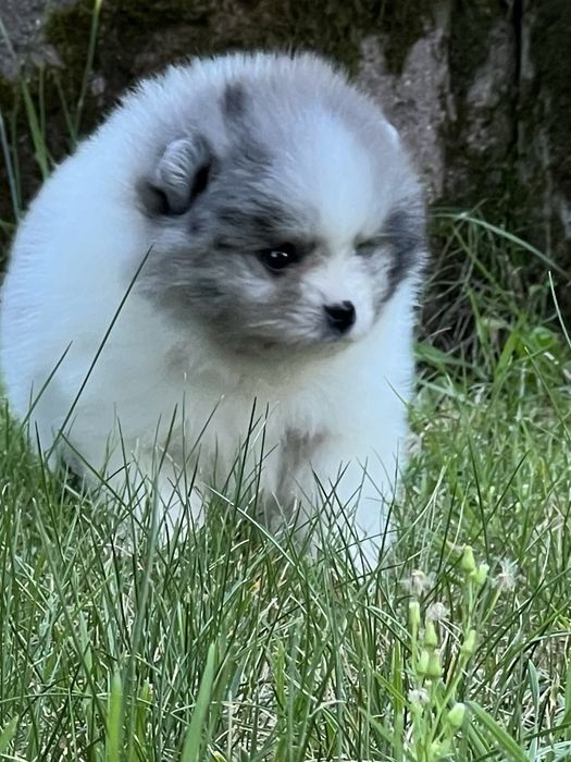 Bardzo piękny szpic pomeranian w rzadkim umaszczeniu biało-niebieski marmurek.