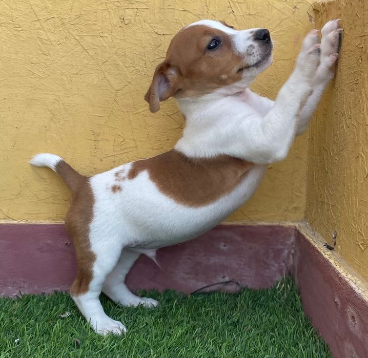 Macho Jack Russell