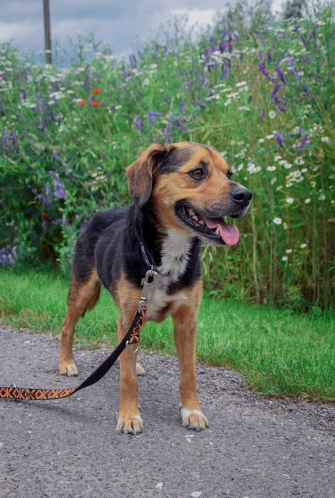 Cudowny Cezi szuka domu na zawsze