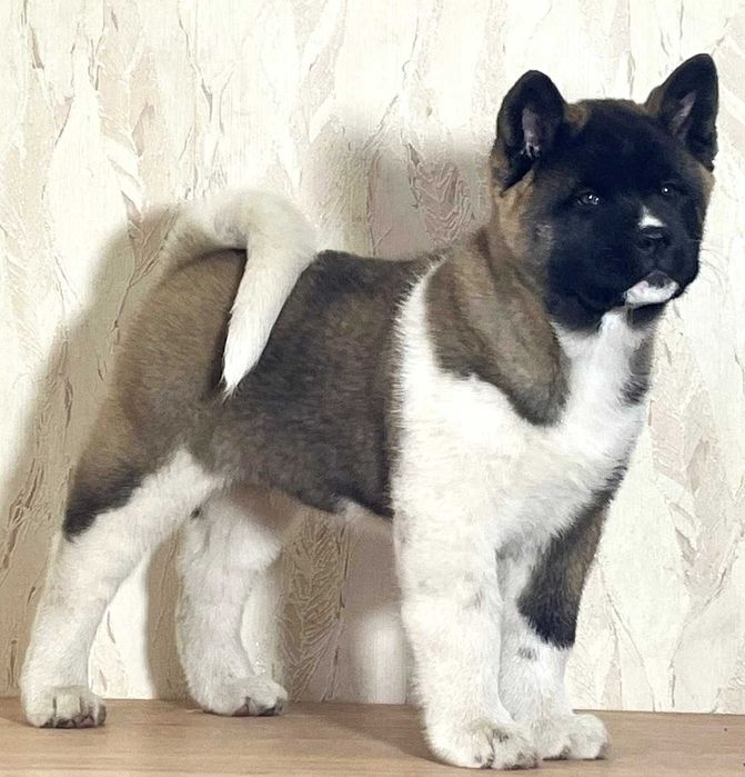 Перспективний для шоу хлопчик американська акіта, КСУ