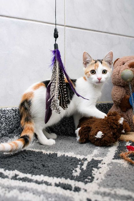 FÊMEA | Gatinha curiosa e brincalhona para Adoção Responsável