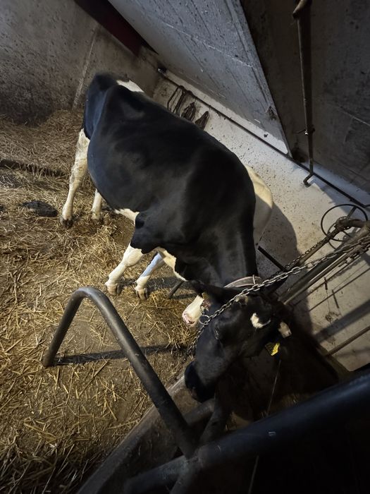 Sprzedam krowę cielną