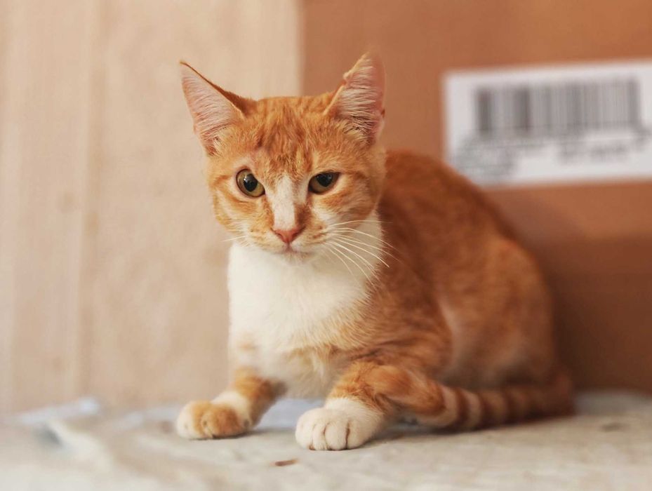 Фенікс з непростою долею шукає дім