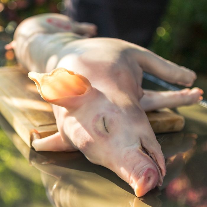 Prosie po wypatroszeniu gotowe do pieczenia z własnego chowu od ROLNIK