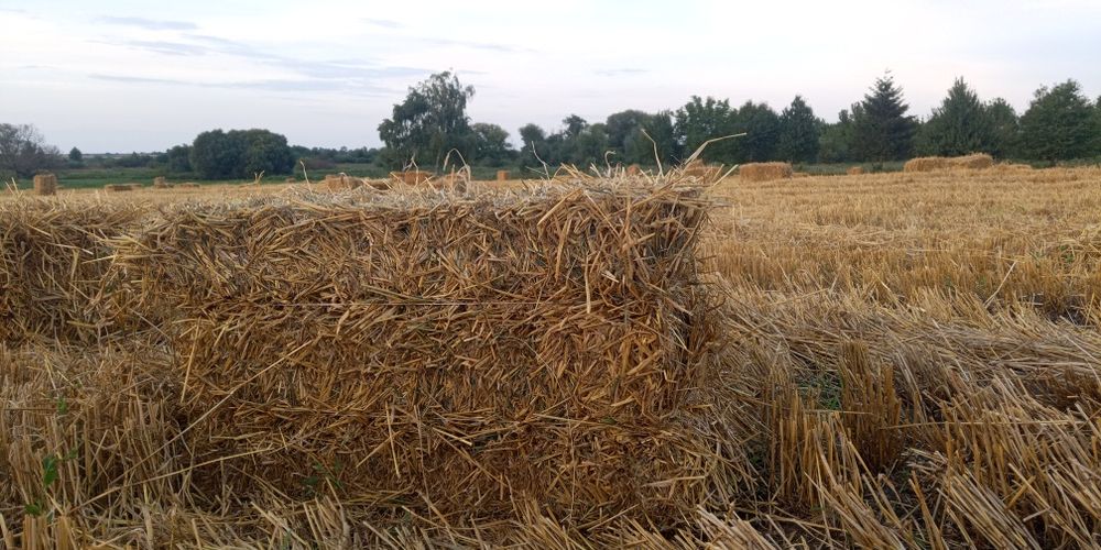 Продам тюки   ячмінної соломи