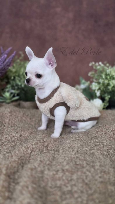 Chihuahua ZKwP FCI Szczeniak Piesek