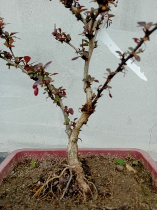 Berberys thunberga bonsai prebonsai pieknie kwitnie outdoor