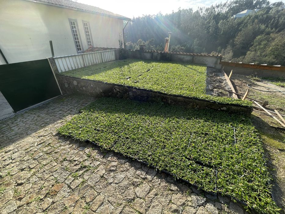 Photinias e grama brasileira