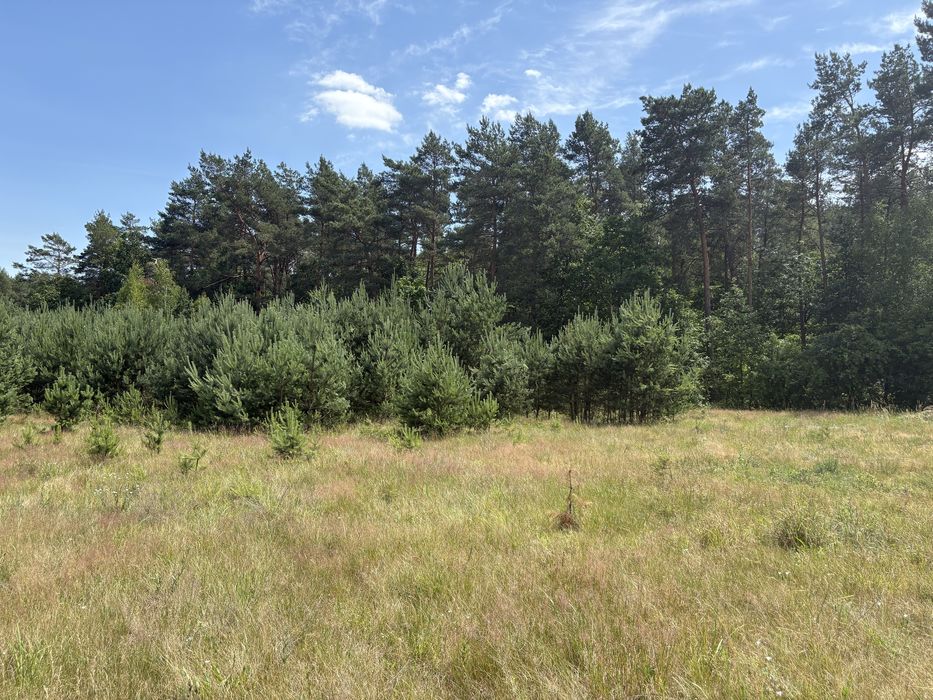 Działka w sercu lasu nad jeziorem wydane warunki zabudowy